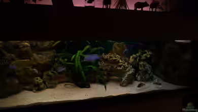 Malawi Traum / das Becken läuft so nicht mehr. von Volker Alms