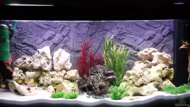 Malawi Vision 260 von Sascha Pfeiff