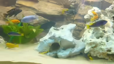 Malawi Vision 450 von pietschen