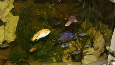 Malawi von Sascha Vienerius