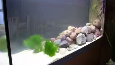 Malawibecken 540 L von Thomas Saß