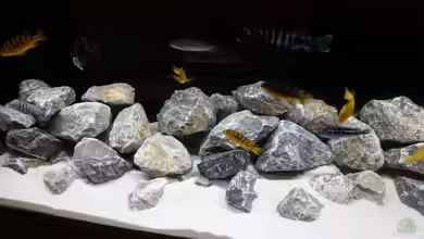 Malawibecken von 210483