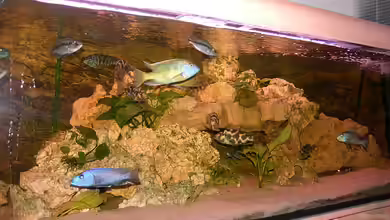 Malawibecken von mr.boomBASCHTIc