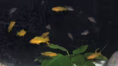 Malawibuntbarsche Nachwuchs aufziehen - Der ausführliche Praxisleitfaden für gesunden und starken Fisch-Nachwuchs