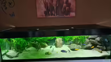 Malawisee Übergangszone von Dennis 80