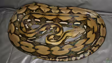 Malayopython reticulatus im Terrarium halten