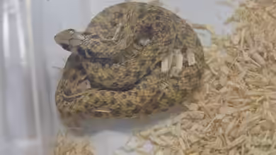 Malpolon moilensis im Terrarium halten