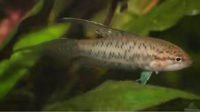 Malpulutta kretseri im Aquarium halten