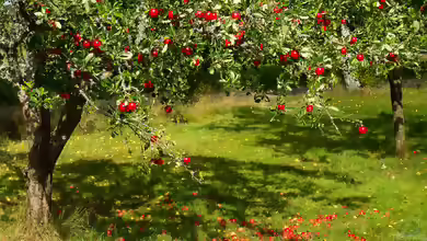 Malus domestica: Der Apfelbaum – Ein umfassender Leitfaden für Ihren Garten
