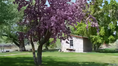 Malus sylvestris im Garten pflanzen