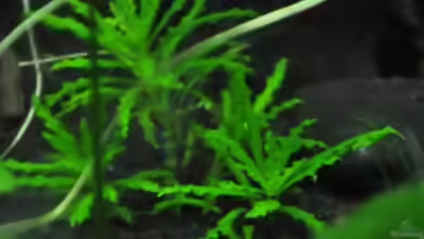 Malva moschata im Aquarium pflanzen
