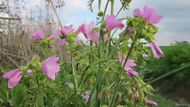 Malva moschata im Garten pflanzen