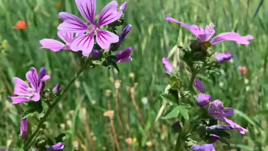 Malva sylvestris im Garten pflanzen
