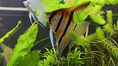 Manacapuru Rotrücken-Skalar: Standortvariante oder Züchtung?