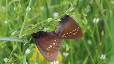 Mandeläugiger Mohrenfalter: Erebia alberganus im Garten