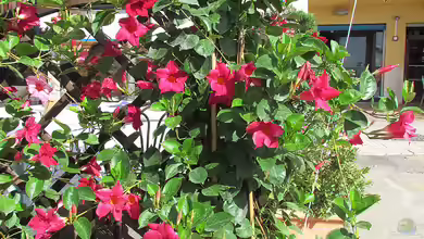Mandevilla sanderi im Garten pflanzen