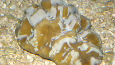 Manicina areolata im Aquarium halten