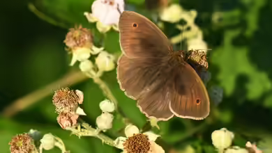 Maniola jurtina im Garten