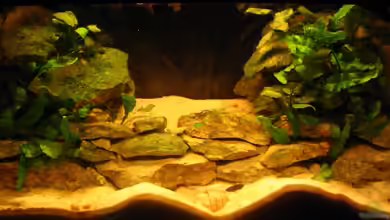 Manni´s Tanganjika von Manni 13