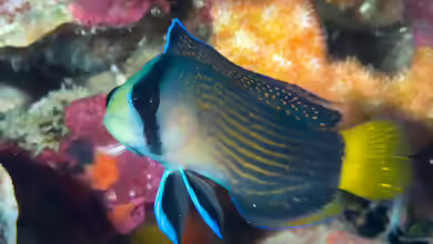 Manonichthys splendens im Aquarium halten