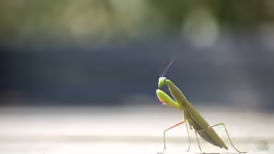 Mantis religiosa im Terrarium halten