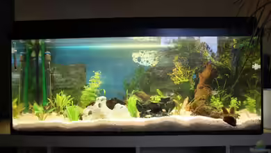 Manus Becken von Manuel Eysoldt