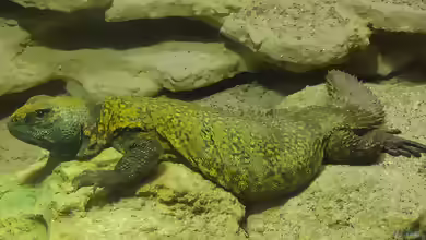 Marokko Dornschwanzagame im Terrarium halten