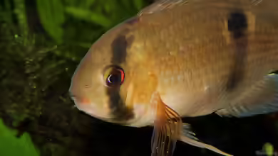 Maroni-Buntbarsche im Aquarium halten