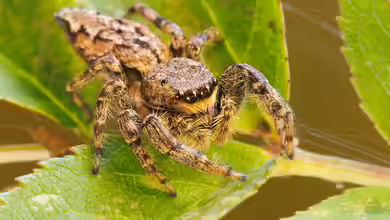 Marpissa muscosa im Terrarium halten