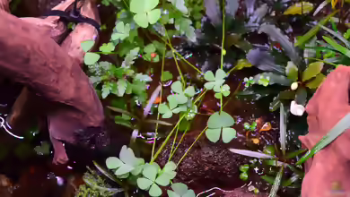 Marsilea crenata im Aquarium pflanzen