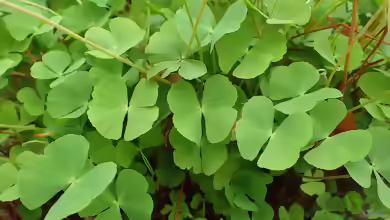 Marsilea drummondii im Aquarium pflanzen