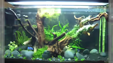 Marsilea hirsuta im Aquarium pflanzen