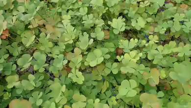 Marsilea quadrifolia im Gartenteich