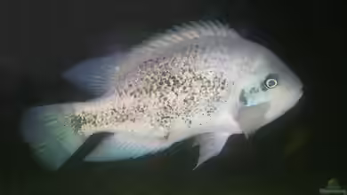 Maskaheros argenteus im Aquarium halten