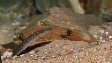 Mastacembelus: Stachelaale im Aquarium richtig verstehen und halten