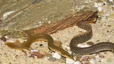 Mastacembelus shiranus