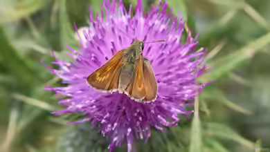 Mattscheckiger Dickkopffalter: Thymelicus acteon im Garten