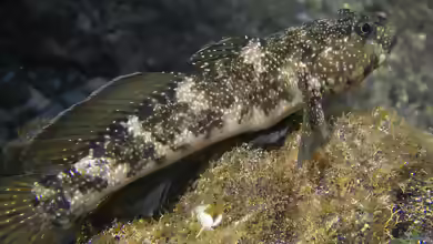 Mauligobius maderensis im Aquarium halten