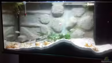 Maulwurfbecken von Paul8