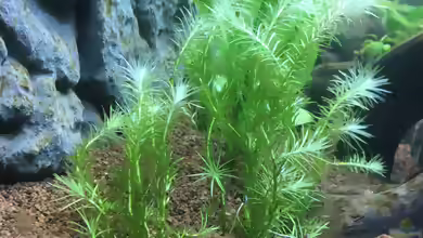Mayaca fluviatilis im Aquarium
