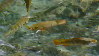 Mayaheros urophthalmus im Aquarium halten