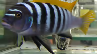 Maylandia emmiltos im Aquarium halten