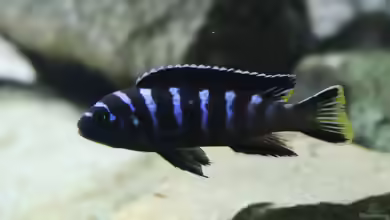 Maylandia flavicauda im Aquarien halten