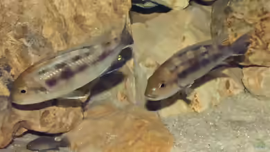Maylandia livingstonii im Aquarium halten