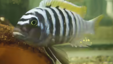 Maylandia pyrsonotos im Aquarium halten
