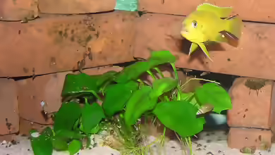 Maylandia sp. ´daktari´ im Aquarien halten