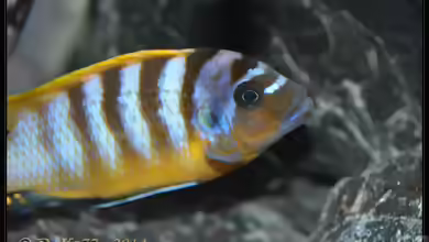 Maylandia sp. ´zebra long pelvic´ im Aquarium halten