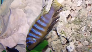 Maylandia sp. ´zebra long pelvic´ im Aquarium halten