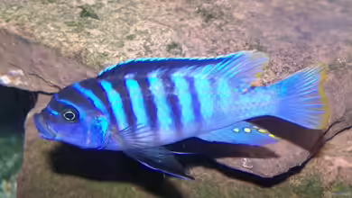 Maylandia zebra im Aquarium halten