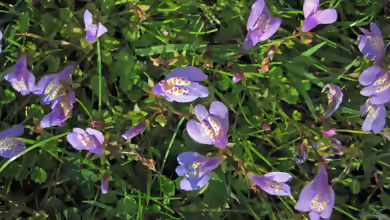 Mazus reptans am Gartenteich